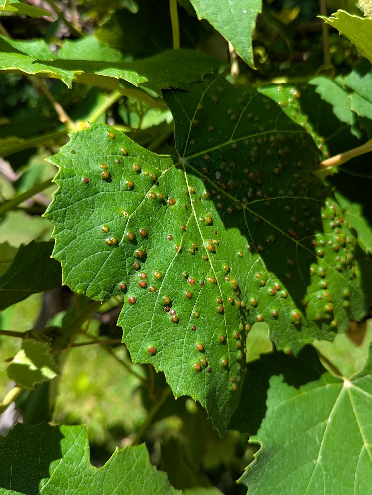 A grape leaf with lots of brown, pimple-like bumps. 